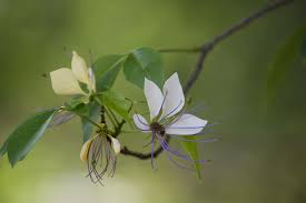 Image result for Crateva