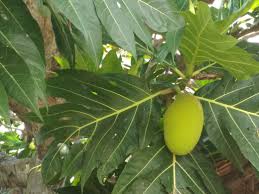 Buah sukun dapat dipanen baik ketika masih muda maupun setelah matang. A Flexible Breadfruit Buah Sukun Yang Fleksibel 2 Language Steemit