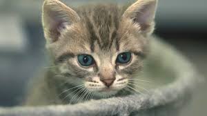 Demmin: Katzen, Handwerk & Einbruch – Aktuelles aus der Region
