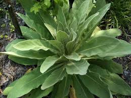 576 lambs ear stock video clips in 4k and hd for creative projects. Does Anyone Know What This Plant Is The Leaves Are Fuzzy 0 O Hometalk