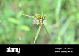 Image result for Pycreus polystachyos