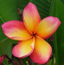 Plumeria Starter Plant Frangipani Plumeria Plant Mulit Color Orange Pink Flower Orange Fanta A Perfect Gift Ho Flower Pot Design Plumeria Flowers Frangipani