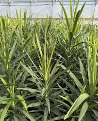 Image result for Cordyline stricta