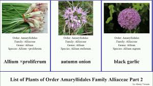 Image result for Alliaceae