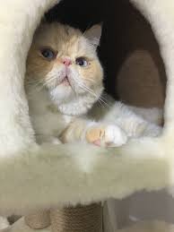 Pin On Adam Eve Hira Alice Alvin Exotic Shorthair Persian Cat