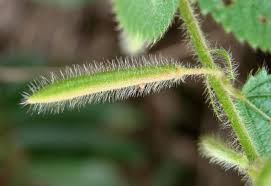 Image result for Corchorus schimperi