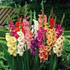 Image result for Gladiolus virgineus