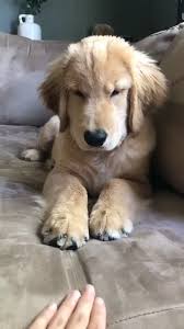 Ten Striking Facts You Never Knew About Your Dog Dog Dogfacts Dogs Ilovedogs Doglover In 2020 Cute Dogs And Puppies Cute Baby Animals Cute Animals