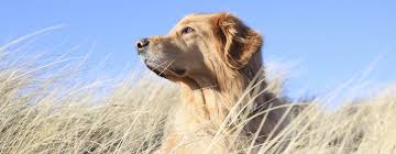 We did not find results for: Urlaub Mit Hund In Schleswig Holstein Unterkunft Mit Haustier Erlaubt