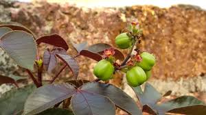 Image result for Jatropha gossypiifolia