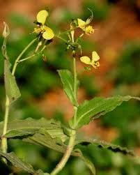 Image result for Aneilema