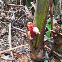 Image result for Aframomum angustifolium