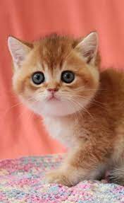 Available Male British Shorthair Kitten Puppy Photos British Shorthair Kittens German Shepherd Puppies White