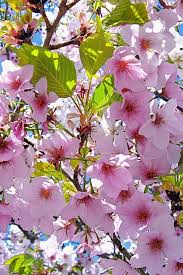 Free download is the main goal of our site. Flower Tree Wallpapers Group 77
