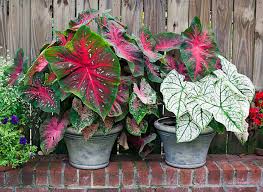 Image result for Caladium