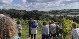 Tamar Valley Vineyard Twilight Guided Tour