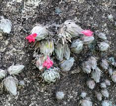 Image result for Lopholaena sp.no.1