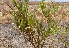 Image result for Gomphocarpus semilunatus