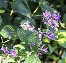 Image result for Hypoestes aristata