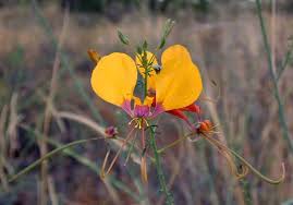 Image result for Cleome angustifolia