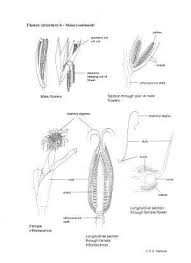 Exotic varieties of maize are collected to add genetic diversity in 2010, the maize planted area for all purposes in the us was estimated at 35 million hectares (87.9. Maize Flower Structure 2 Flower Structure Flowers Plants