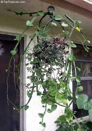 Image result for Cissus quadrangularis