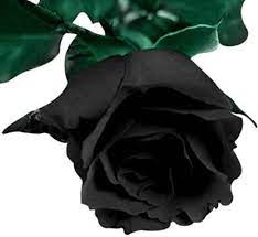 We did not find results for: Futaba Blood Black Rose Flower Seed Price In India Buy Futaba Blood Black Rose Flower Seed Online At Flipkart Com