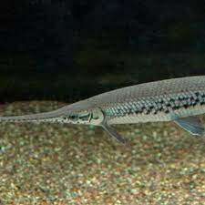 Maybe you would like to learn more about one of these? Ikan Hias Predator Aligator Florida Gar Buaya Aquarium Aquascape Shopee Indonesia
