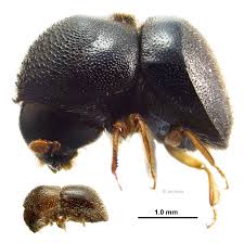 Image result for Xyris schliebenii