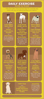 How To Keep Your Pet Healthy All Year Round Dog Health Dog Care Tips Healthy Dogs