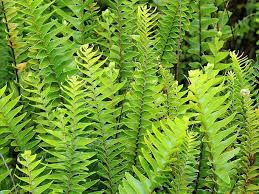 Image result for ledviník