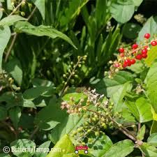 Image result for Rivina humilis