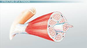 The structure of striated, or skeletal, muscle. What Is A Tendon Anatomy Definition Anatomy And Physiology Class Video Study Com