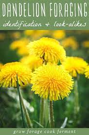 Dandelion Foraging Identification Look Alikes And Uses Wild Food Foraging Dandelion Foraging