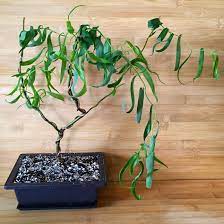 Focusing on styling bonsai, showing member's trees, bonsai care and general help. Propped This Curly Willow More Of A Twig Than A Bonsai But I Like It Bonsai