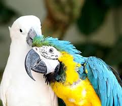 Birds You Can Have As Pets How Can I Tell If My Bird Has Mites Jeffers Pet Parrot Pets Bird