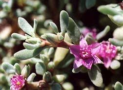Image result for Trianthema salsoloides
