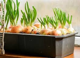 To simplify this, you can divide this by selecting the type of plants/vegetables you need, or you love. 10 Indoor Vegetable Garden Ideas Balcony Garden Web