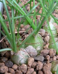 Image result for Ammocharis tinneana