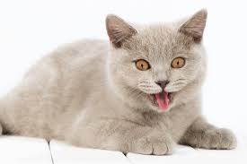 One paint can has 10 units of paint. Cat Panting Causes Symptoms Treatment We Re All About Cats