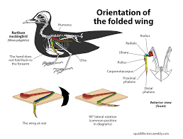 The contents related to anatomy and morphology of the articulation of the wing with the thorax have their action gives secondary movements of the wing which are important for the folding, during rest. Ic Artwork Critique