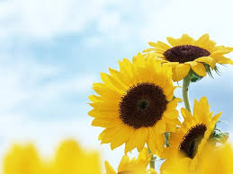 Di antaranya adalah tentang kesetiaan, kegembiraan, keceriaan, dan masih banyak lagi. Filosofi Bunga Matahari Go Blog Story