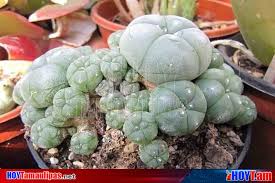 Buenas tardes, mi llanta delantera lleva poco tiempo de uso y ya le salio un chichón? Hoy Tamaulipas Las Propiedades Medicinales Del Peyote El Cactus Del Corazon