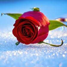 Op haar televisieoptredens volgden doodsbedreigingen. Lale Gul V Twitter La Ilahe Illallah Soylemenin Faziletleri Https T Co Qsiozroppl