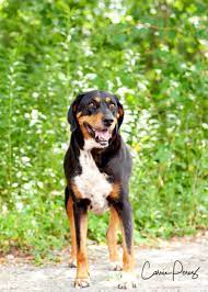 Adopt Bromley On Petfinder Coonhound Pets Humane Society