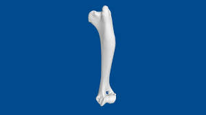 3d Dog Bone Project Humerus Download Free 3d Model By Nzfauna Nzfauna 5fca41b Sketchfab