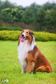 Include (or exclude) self posts. è˜‡æ ¼è˜­ç‰§ç¾ŠçŠ¬çš„æ€§æ ¼ç‰¹é»žä¸€ æ¯æ—¥é ­æ¢