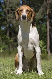 Chien français tricolore french tricolour hound. Grand Anglo Francais Tricolore Grand Anglo Francais Tricolore Dog Basset Bleu De Gascogne Grand Basset Griffon Vendeen Bleu De Gascogne