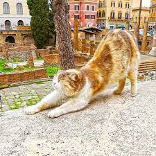 kiyotaka iwai 猫写真家 on instagram ローマのトッレ アルジェンティーナ広場の遺跡付近の猫 猫 ねこ ネコ 野良猫 のらねこ のらねこ部 海外の猫 海外猫 イタリア イタリアの猫 ローマ ローマの猫 遺跡と猫 遺跡猫 cats corgi animals