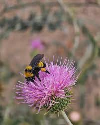 Image result for Aristida pilgeri